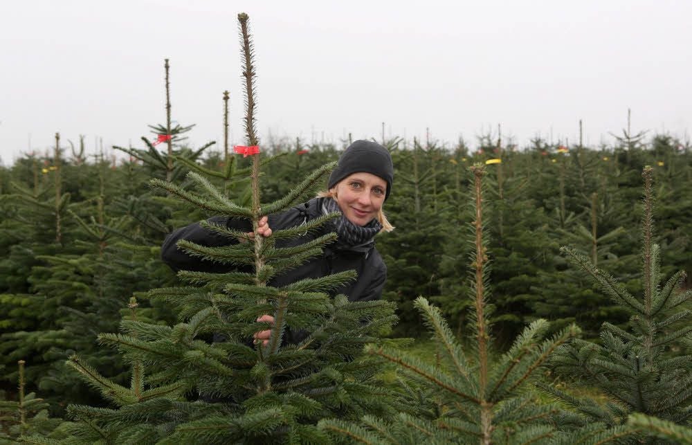 Eine Fee im Tann? Christine Hennig in der Weihnachtsbaumplantag bei Lösau.