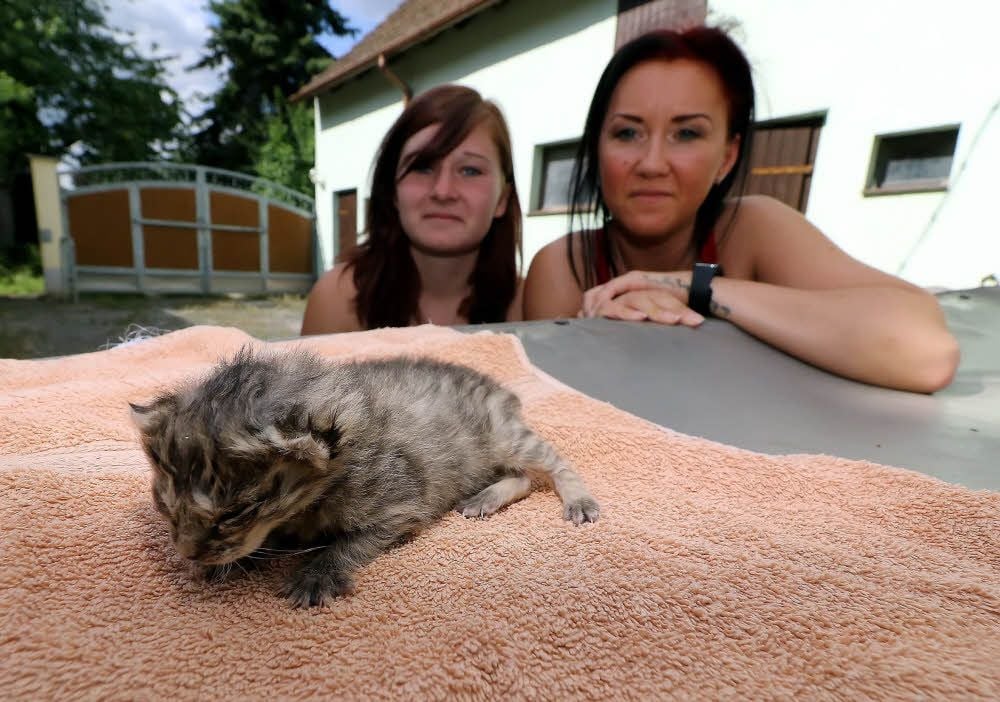 Jessica Strahl (l.) und Peggy Rüpel sind froh, dass sie dem Katzenbaby Phönix das Leben retten konnten.