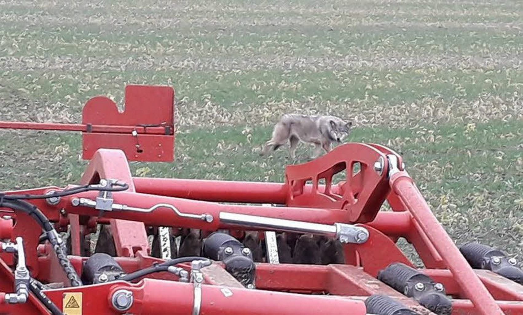 Sichtung zwischen Alsleben und Bründel: Landwirt Marco Erfurth warnt vor einem Wolf