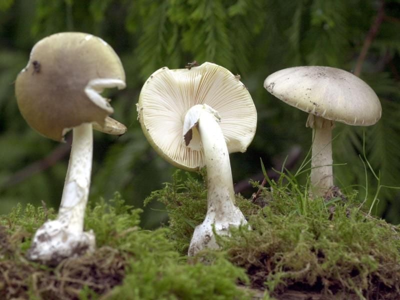 Grüne Knollenblätterpilze stehen im Wald. Foto: Bernd Wüstneck/Archiv