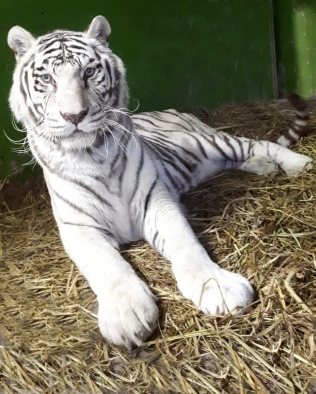 Tigerin Kiara lebte seit 2006 im Tierpark von Aschersleben.