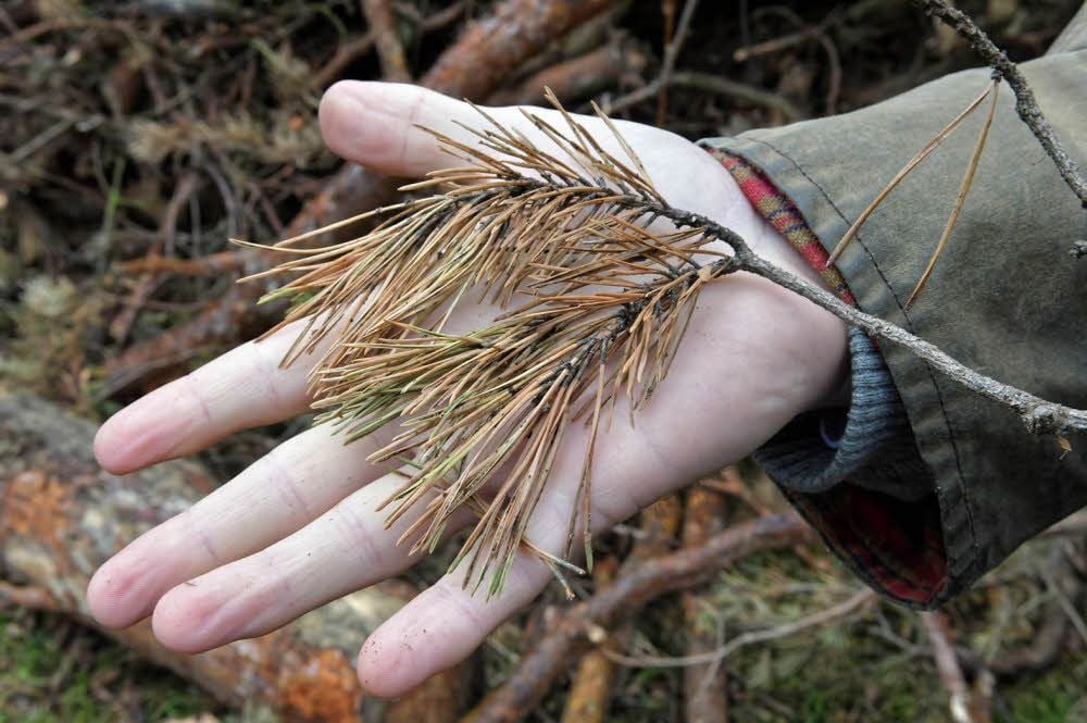 Der Pilz Diplodia unterbindet die Wasserzufuhr. Die Nadeln werden braun und sterben ab.
