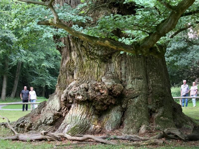 Besucher betrachten die älteste Eiche im Wildpark Ivenack. Foto: Bernd Wüstneck
