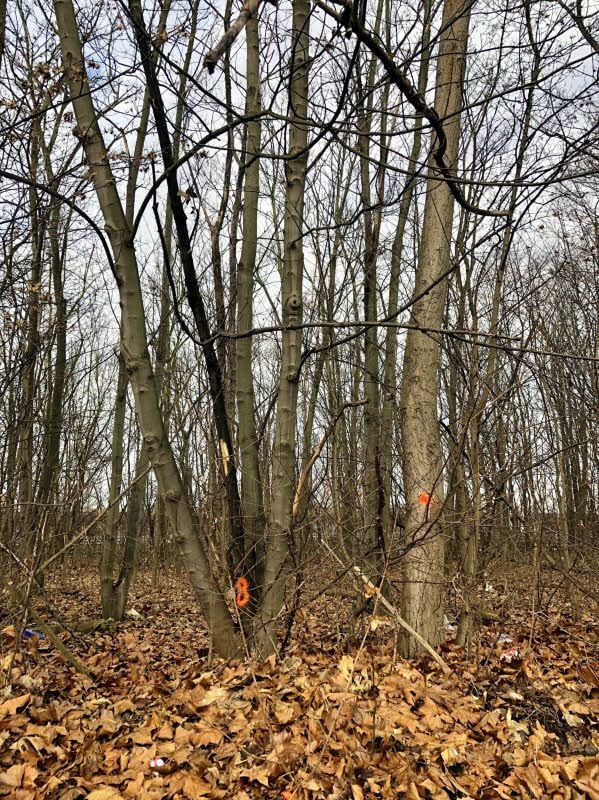 Der dunkel gefärbte Baumstamm ist von der Rußrindenkrankheit befallen. Die Pilzsporen bewirken die Verfärbung. Die Nummer 8 bedeutet, dass Baumpathologe Rolf Kehr hier eine Probe fürs Labor genommen hat und dass dies der achte Baum war, der beprobt wurde.