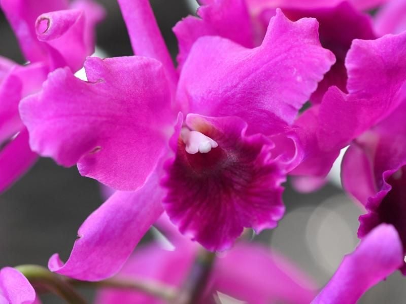 Besonders attraktiv sind die Blüten der Cattleyen (hier: Cattleya 'Molly Tyler'), die mehrere Zentimeter groß werden können. Foto: Andrea Warnecke/dpa-tmn