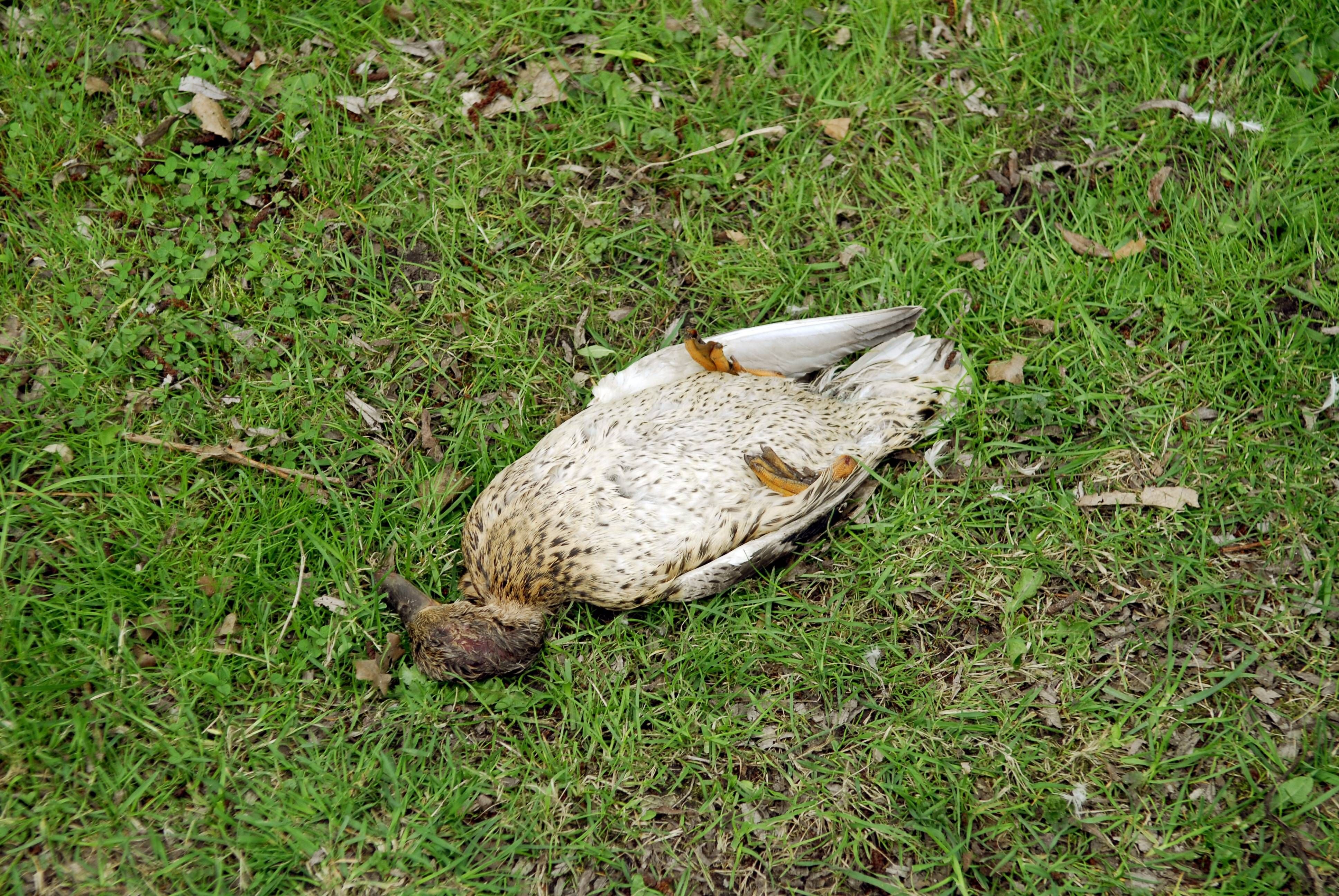 Eine an der Vogelgrippe verendete Ente. Am Cospudener See in Leipzig sindmit dem Virus infizierte Tiere entdeckt worden.
