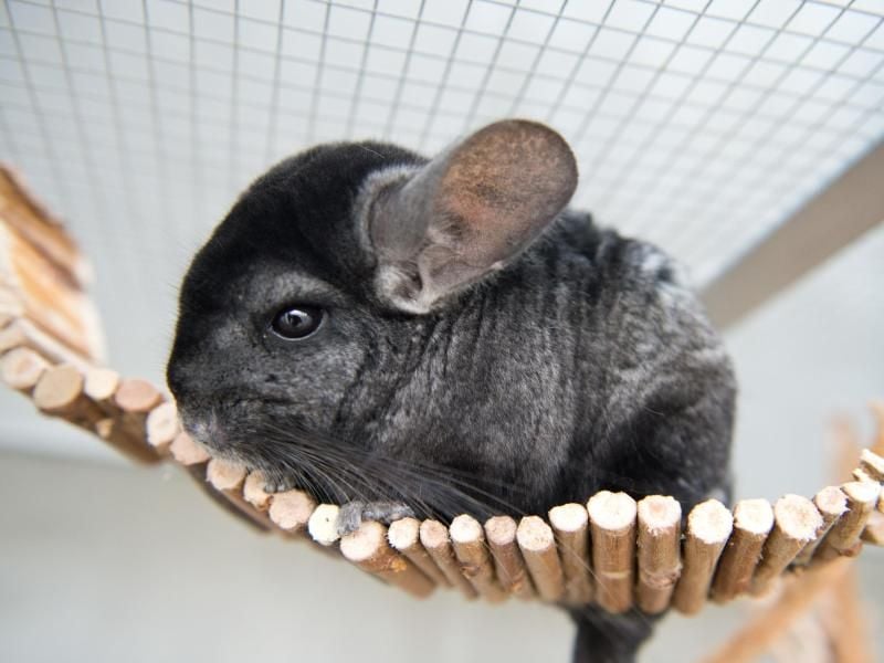 Ein Chinchilla wird pünktlich zum Feierabend aktiv. Foto: Inga Kjer
