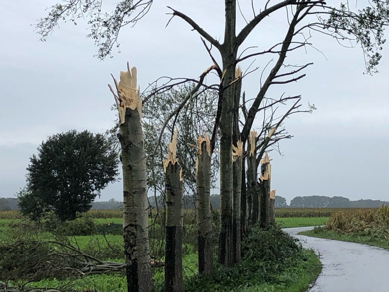 Abgeknickte Bäume stehen an einer Straße im Emsland.