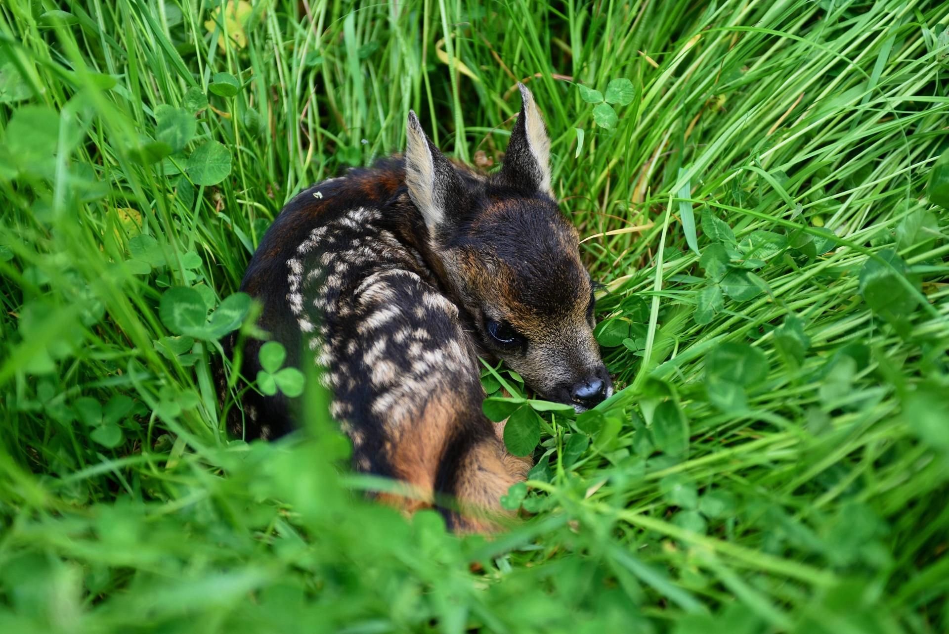 Ein Rehkitz liegt im tiefen Gras