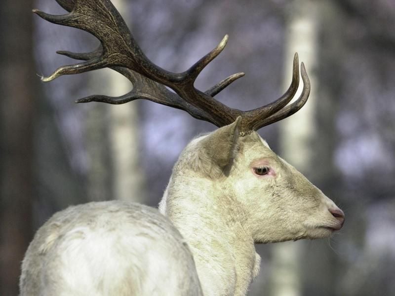 Ein weißer Hirsch. Foto: Ulrich Haessler/Archiv