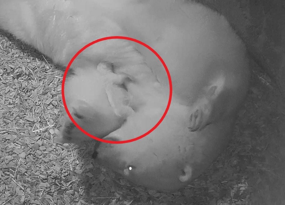 Foto einer Überwachungskamera aus der Wurfhöhle des Zoos in Hannover: Das Eisbärbaby liegt im Arm der Eisbärin Milana.