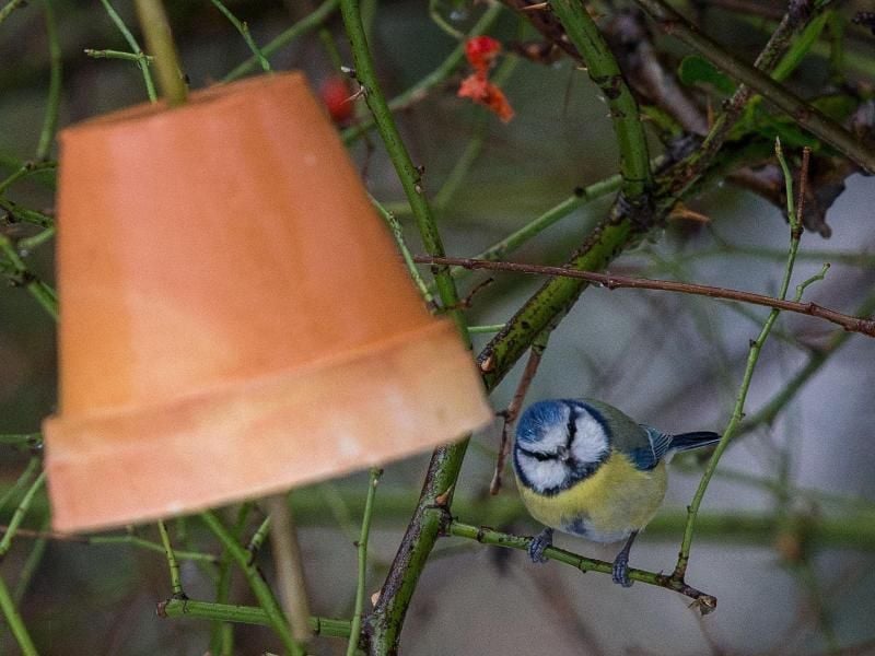 Für Vogelhäuschen auf dem Balkon gibt es Regeln