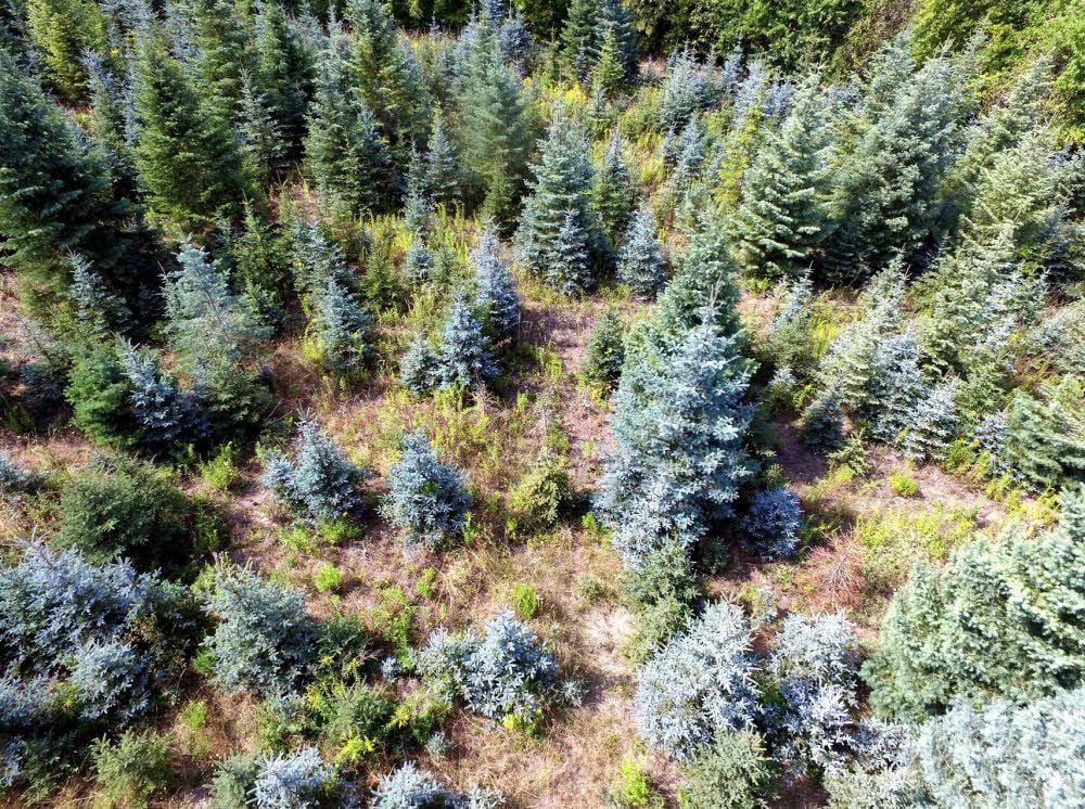 Eine Plantage von künftigen Weihnachtsbäumen