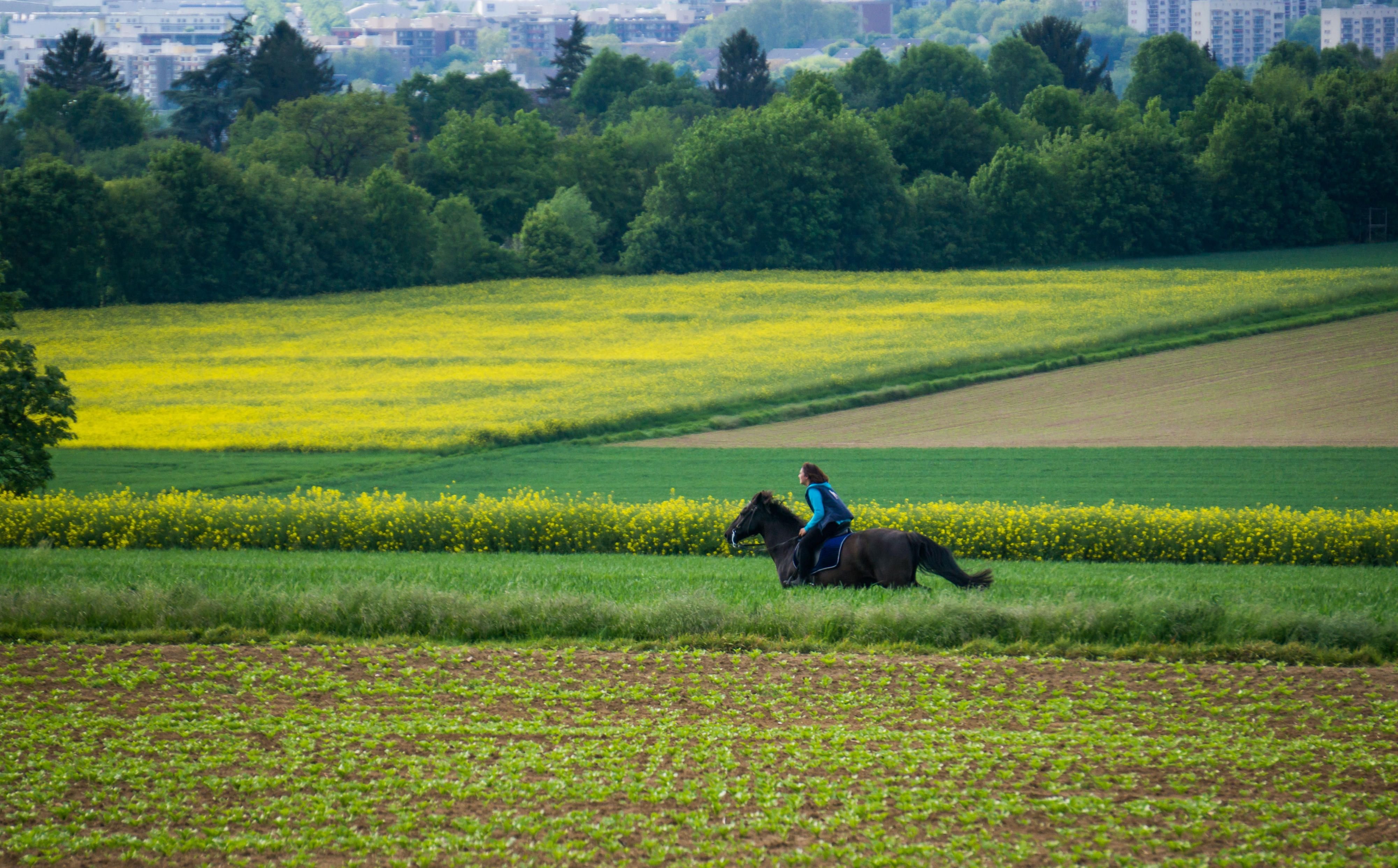 Symbolbild: Eine Frau galoppiert auf einem Pferd durch Felder. Bei Bergwitz ist es zu einem tödlichen Reitunfall gekommen.