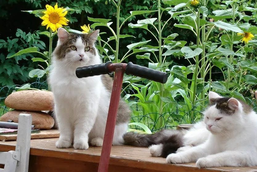 Kater Carlo - links im Bild- wird vermisst.