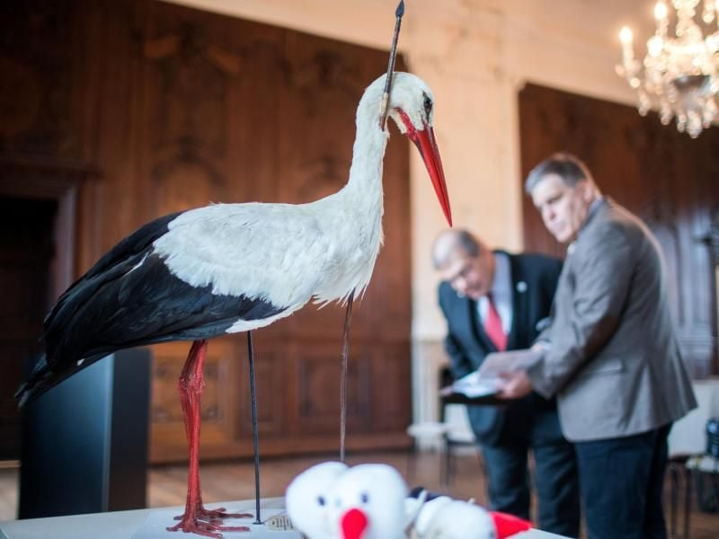 Der Rektor der Universität Rostock, Wolfgang Schareck (l) zusammen mit dem Leiter der zoologischen Sammlung in Rostock, Stefan Richter hinter der Replik des sogenannten Pfeilstorchs. Foto: Jens Büttner