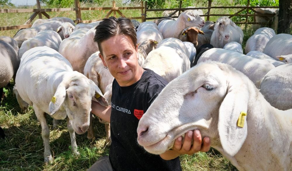 Susanne Graul inmitten der geschorenen Tiere