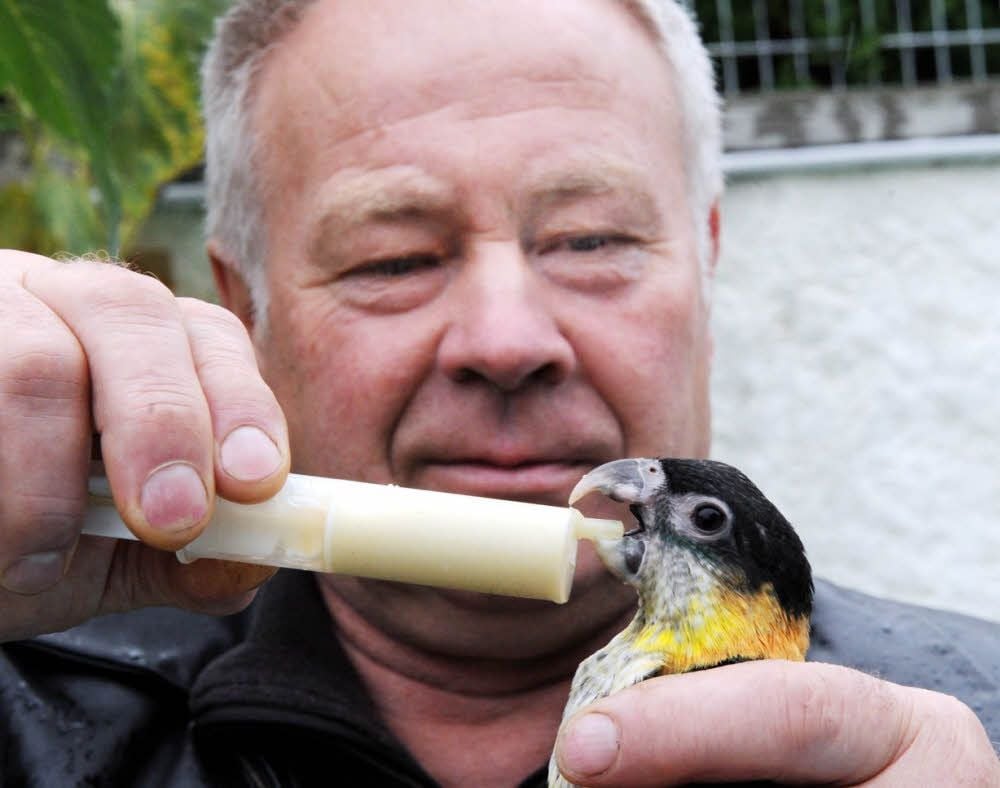 Rainer Stedtler füttert den acht Wochen alten Grünzügelpapagei.