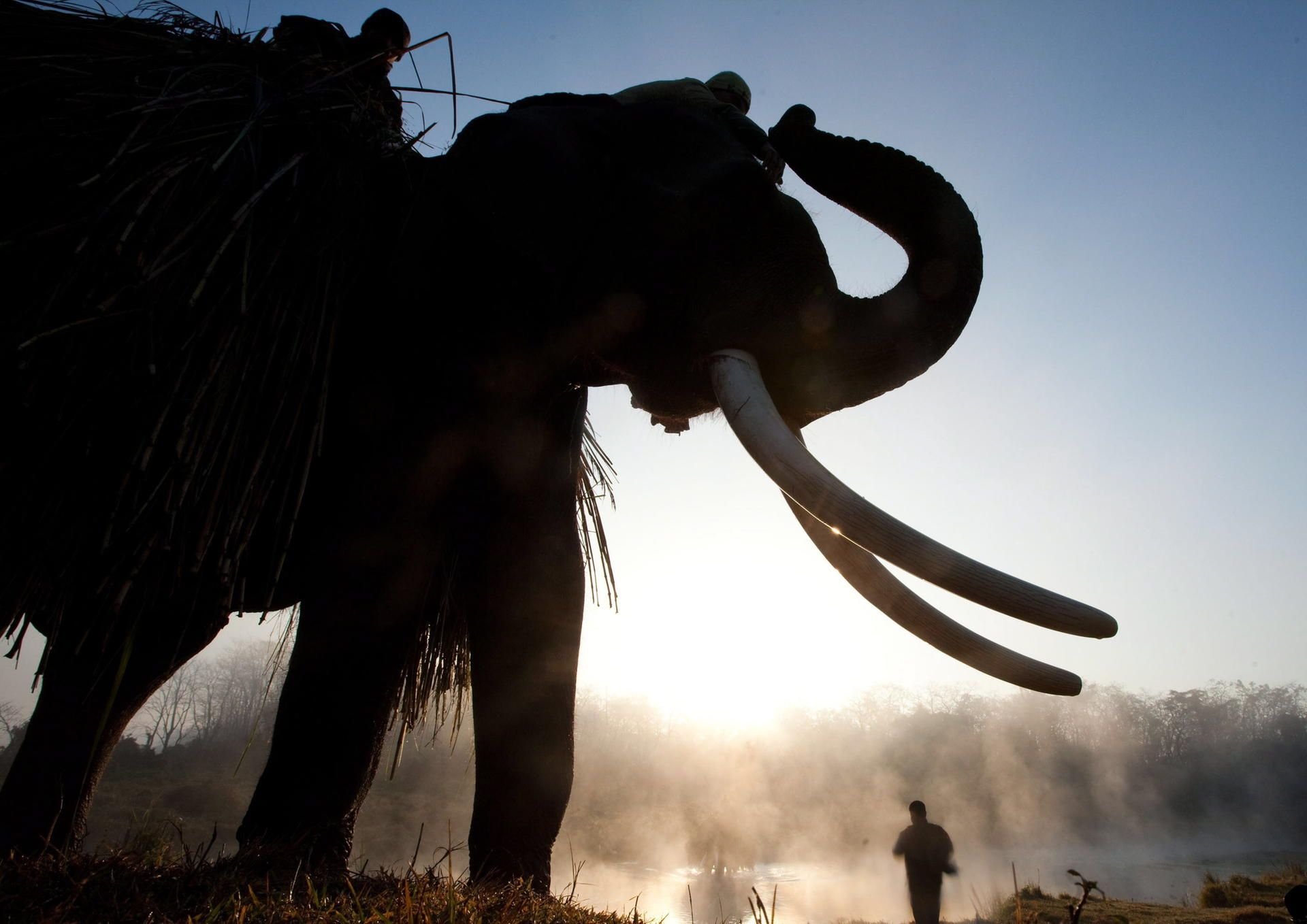 Elefant im Chitwan National Park in Nepal