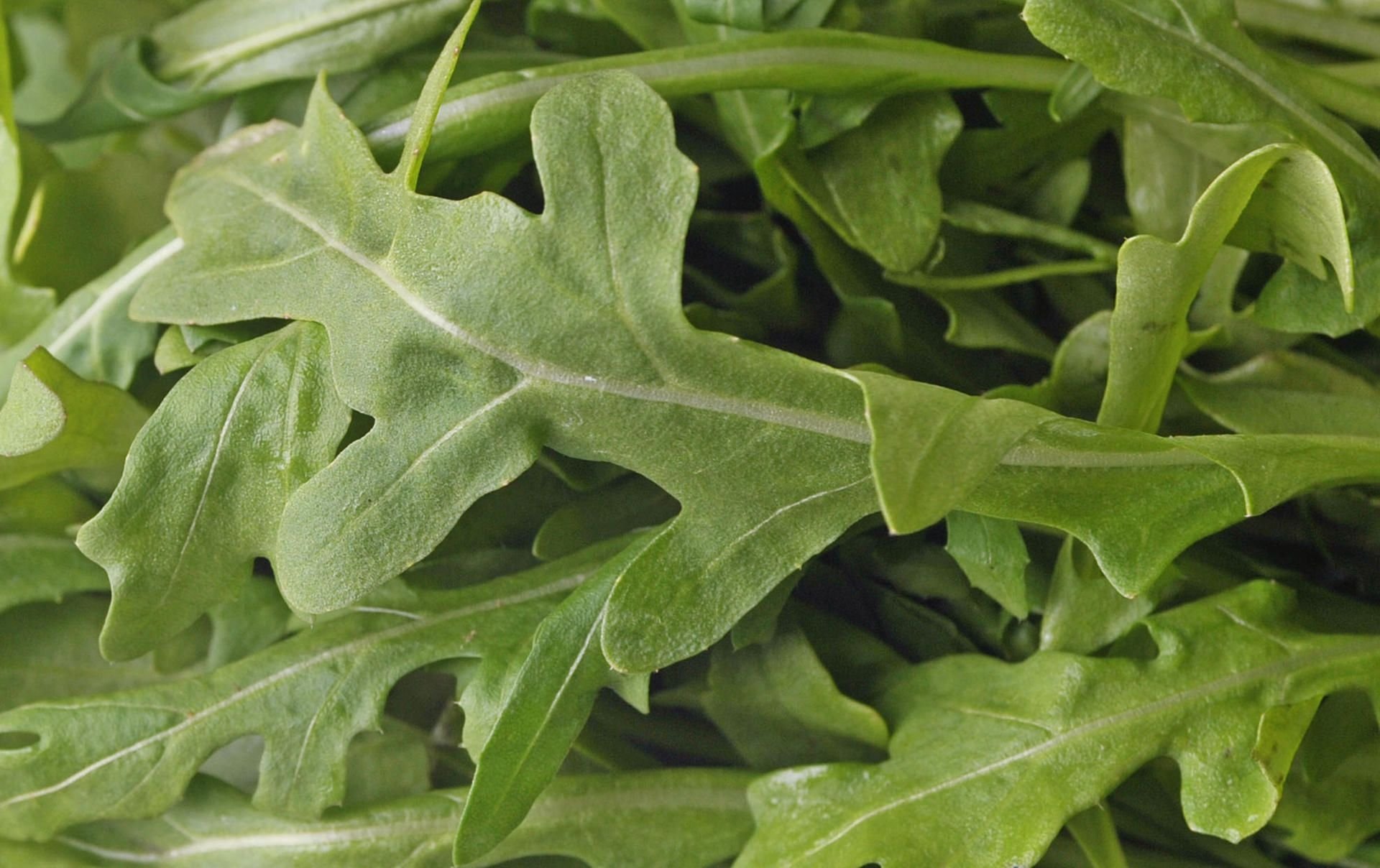 Acht von neun getesteten Rucola sind laut Stiftung Warentest mit Nitrat belastet.