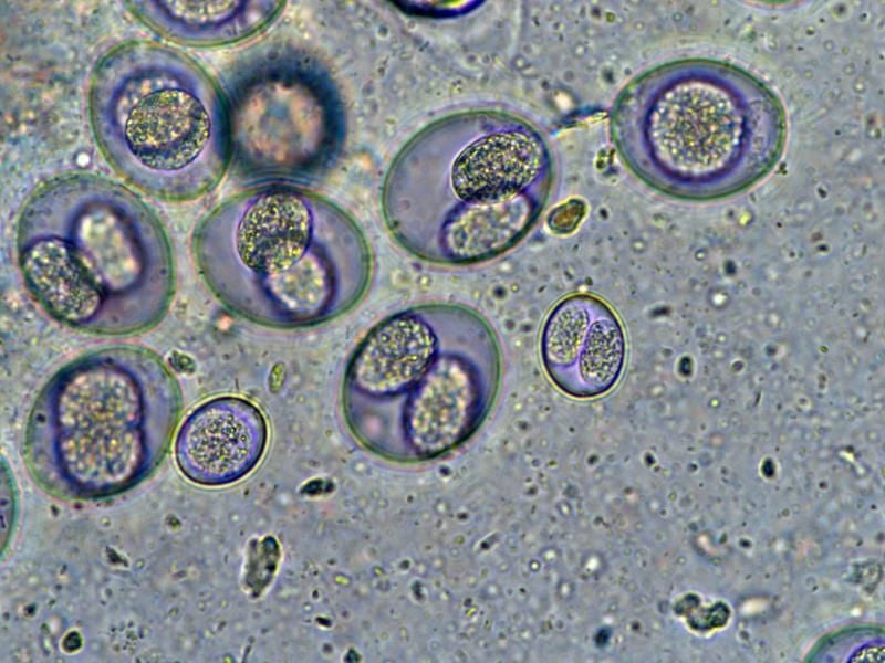 Kokzidien (lat. Isospora ohioensis), ein Darmparasit. Foto: Inst. F. Parasitologie/Vetmeduni Vienna