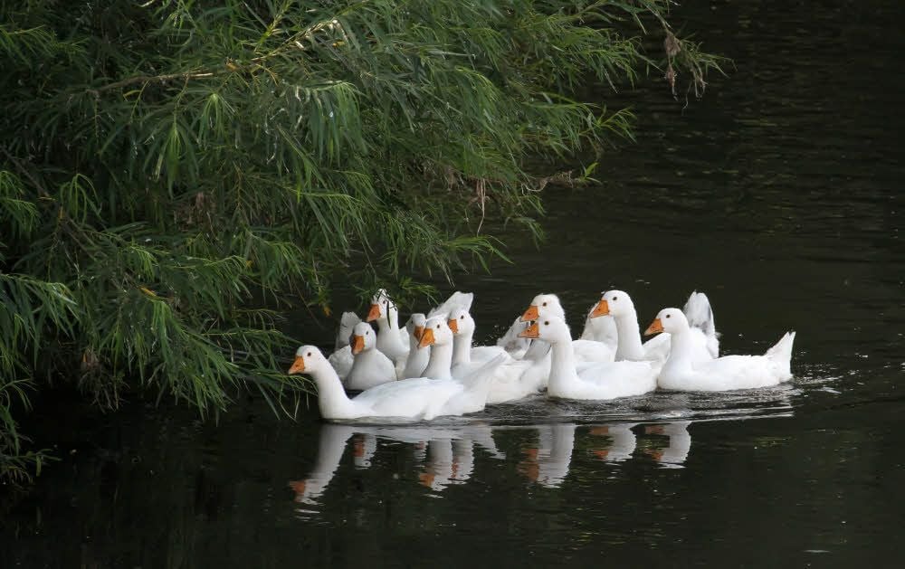 Gänse auf der Helme