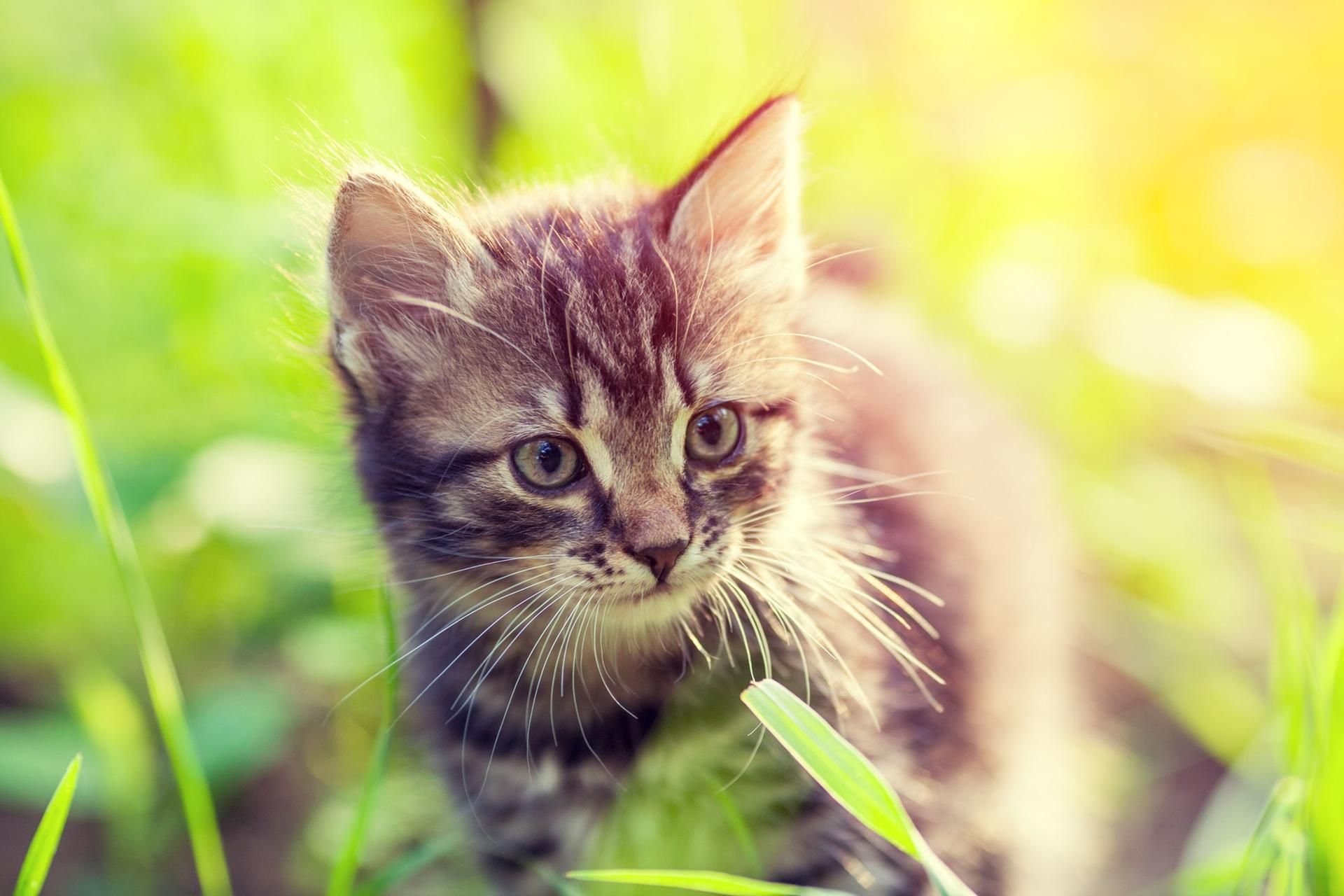 „Miau" ist eben nicht gleich „Miau".