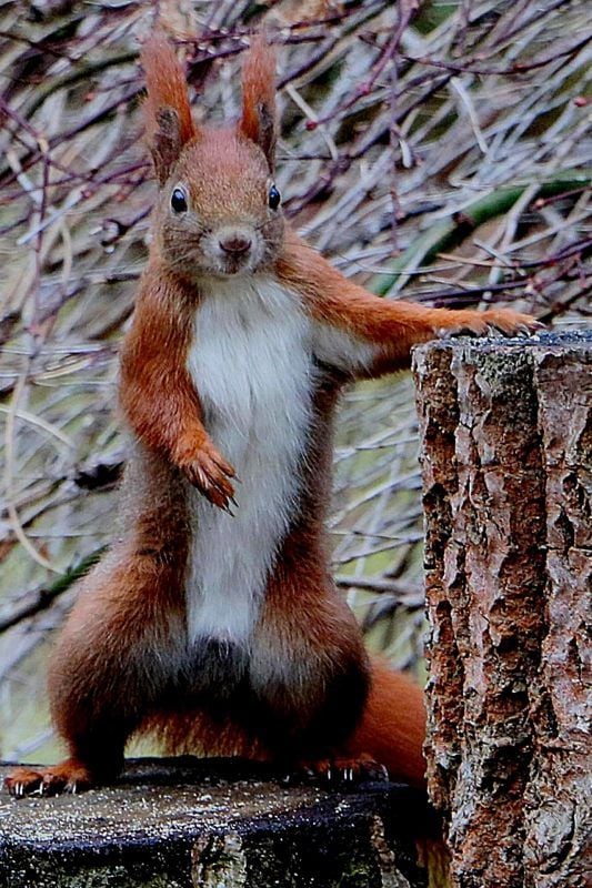 Eichhörnchen posiert für Uwe Sturm.