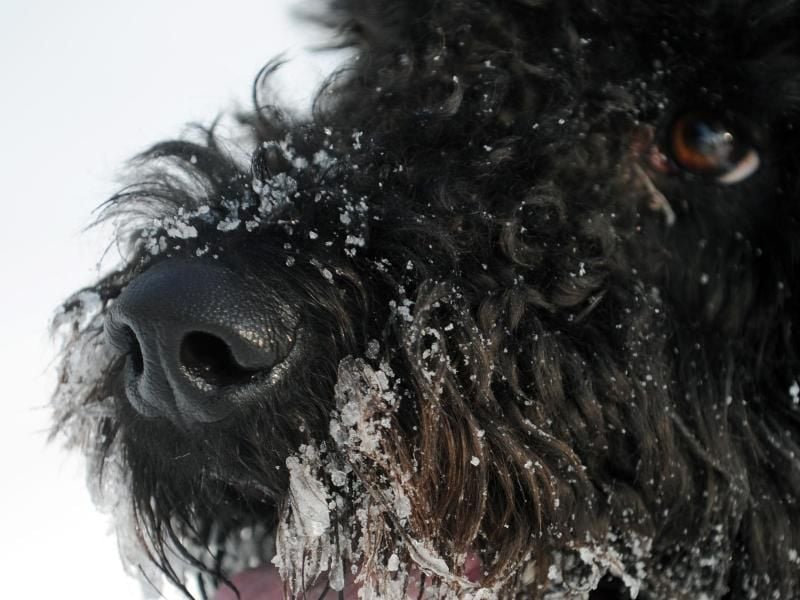 Hunde wie der Labradoodle - eine Kreuzung aus Labrador und Pudel - liegen im Trend. Solche Tiere haben aber oft zuchtbedingte Leiden. Foto: Uwe Zucchi