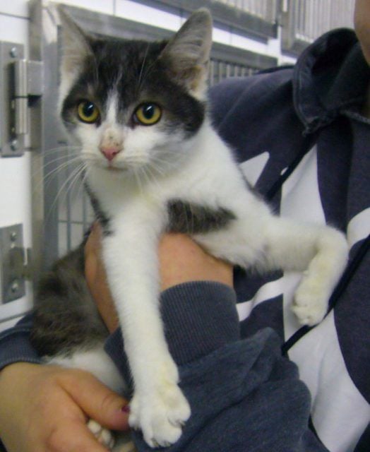 Kater „Lucky“ wurde von Kindern gequält.