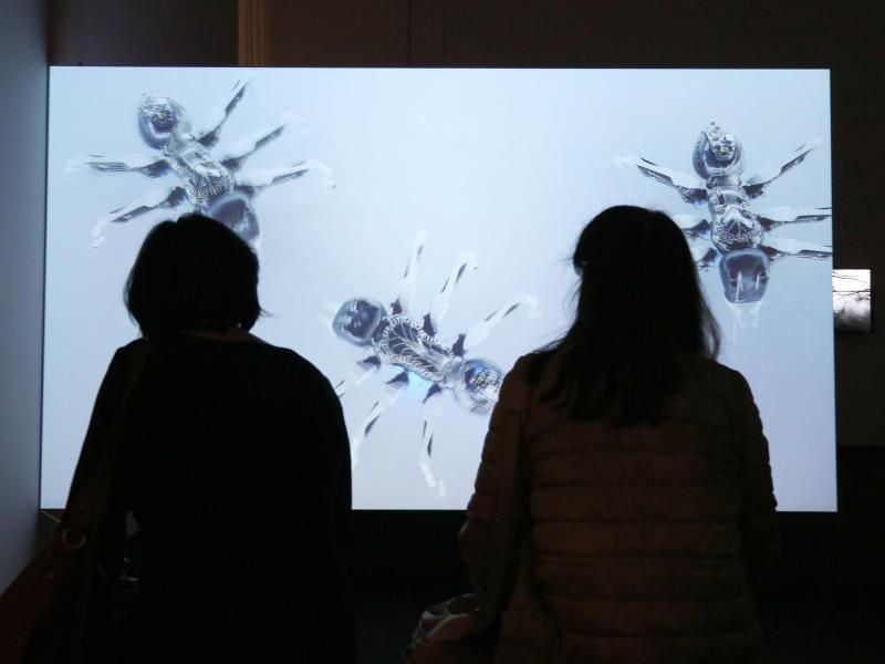 „Roboter-Ameisen” von Alexander Kluge im Folkwang Museum in Essen. Foto: Roland Weihrauch