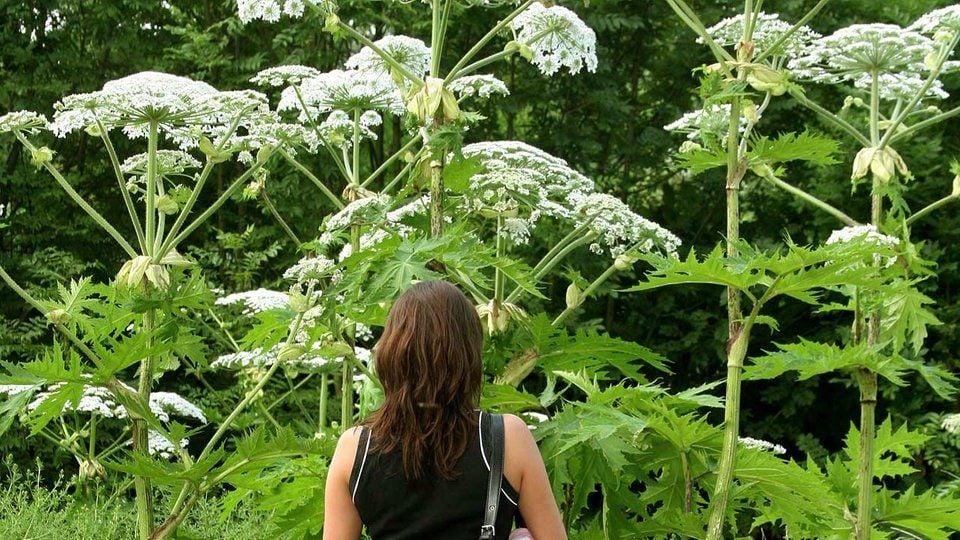 Schön, aber sehr gefährlich: Den Riesenbärenklau sollte man besser nicht berühren.