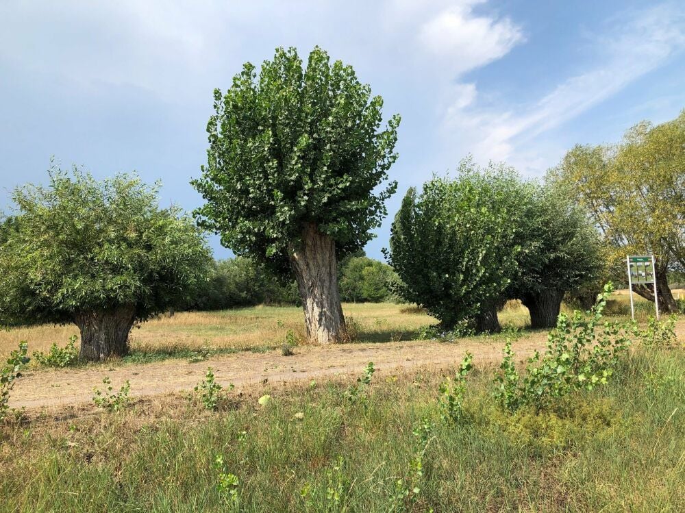 Der Naturlehrpfad „Rüsternweg“, hier bei Wallendorf, wird vom Landschaftspflegeverband Merseburg-Querfurt unter anderem betreut, also Nistkästen kontrolliert, Themenschilder erneuert und ergänzt, die Kopfweiden geschnitten und Bänke aufgestellt.