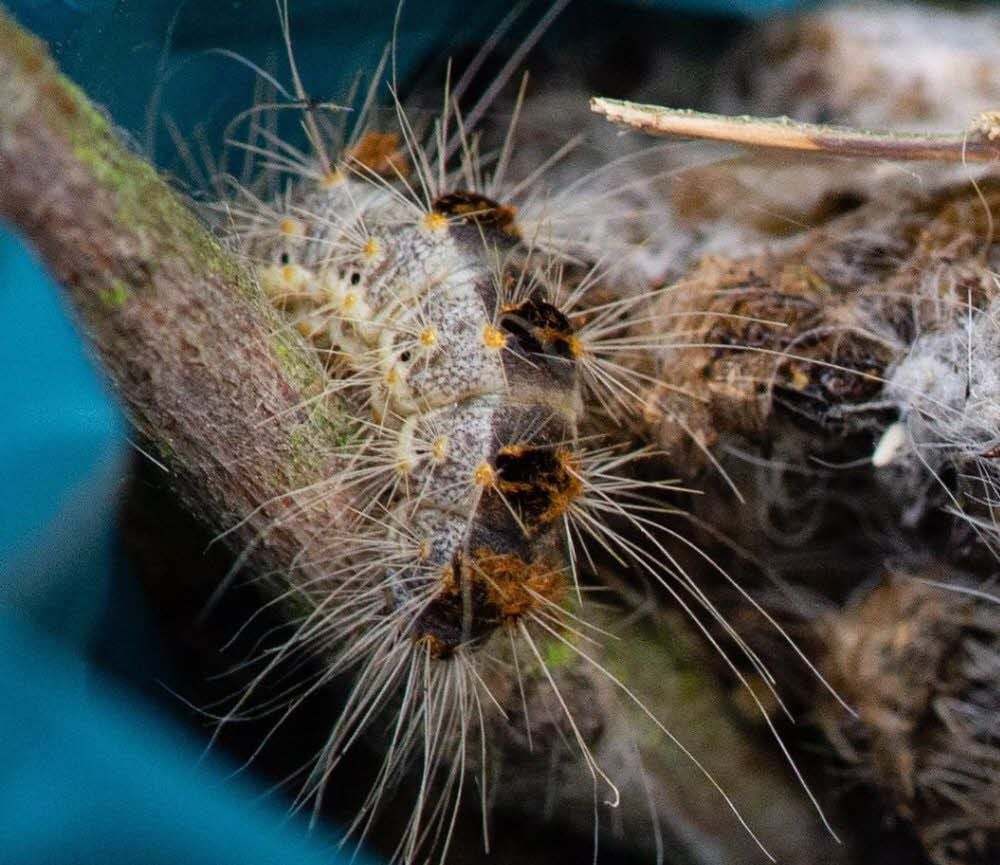 So sehen die gefährlichen Raupen aus.