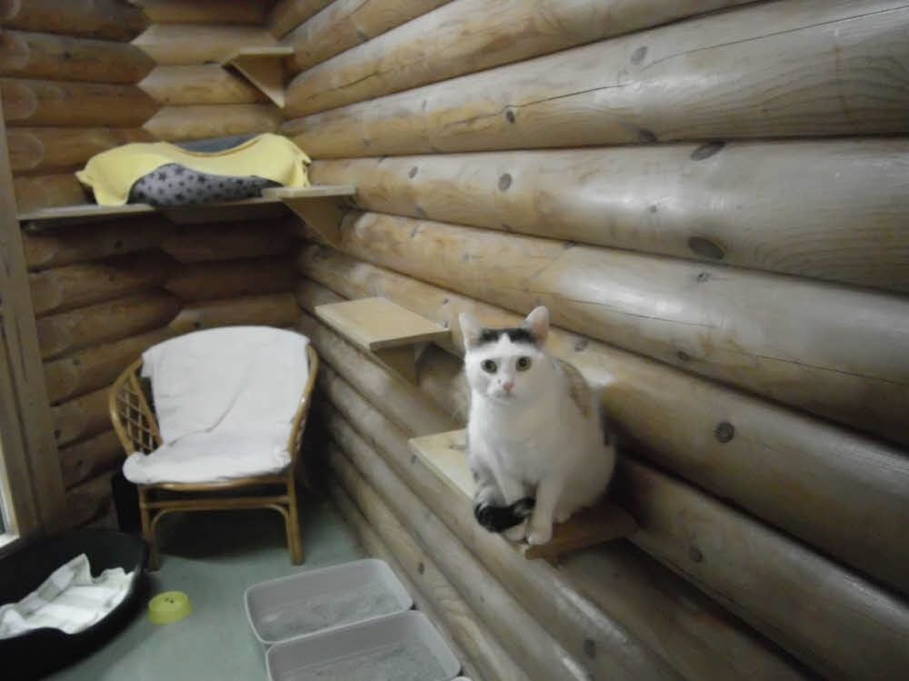 Diese Katze ist eine von vielen, die im Tierheim Quedlinburg auf ein liebevolles Zuhause warten.