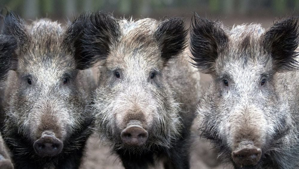 Die Zahl der Wildschweine hat zugenommen, obwohl die Jäger nicht untätig bleiben. Das Ergebnis sind Schäden für die Landwirte.
