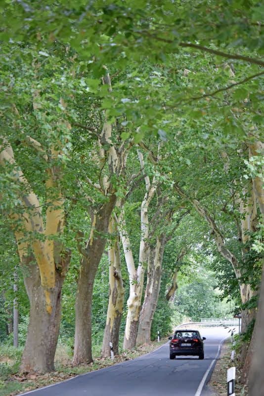 Die Platanen der Allee stehen unter Naturschutz.