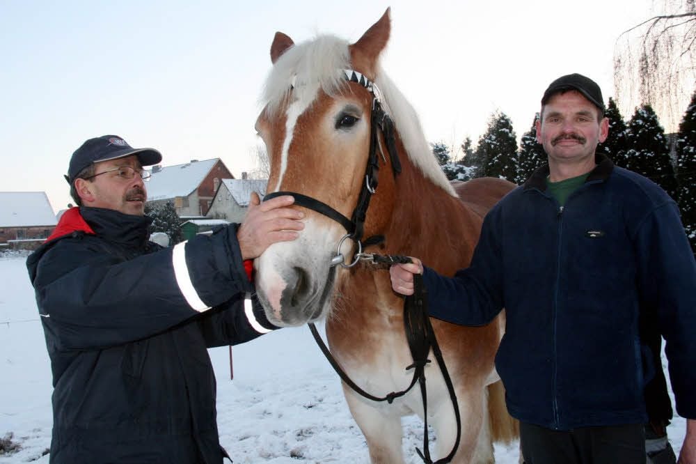 Vor der Abfahrt nach Berlin: Eine letzte Runde auf dem verschneiten Rasen in Prettin. Ab Freitag und bis Sonntag ist „Libelle“, die Kaltblut-Stute, auf der Grünen Woche in Berlin zu bewundern. Züchter Uwe Deutschmann und Günter Döring sind stolz auf ihr Pracht-„Mädel“.