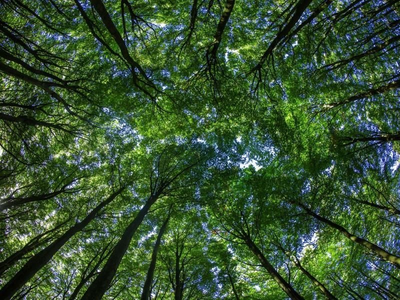Bäume bringen Rendite - das zumindest versprechen manche Anbieter. Tatsächlich eignet sich Wald nur bedingt als Geldanlage. Foto: Jens Büttner