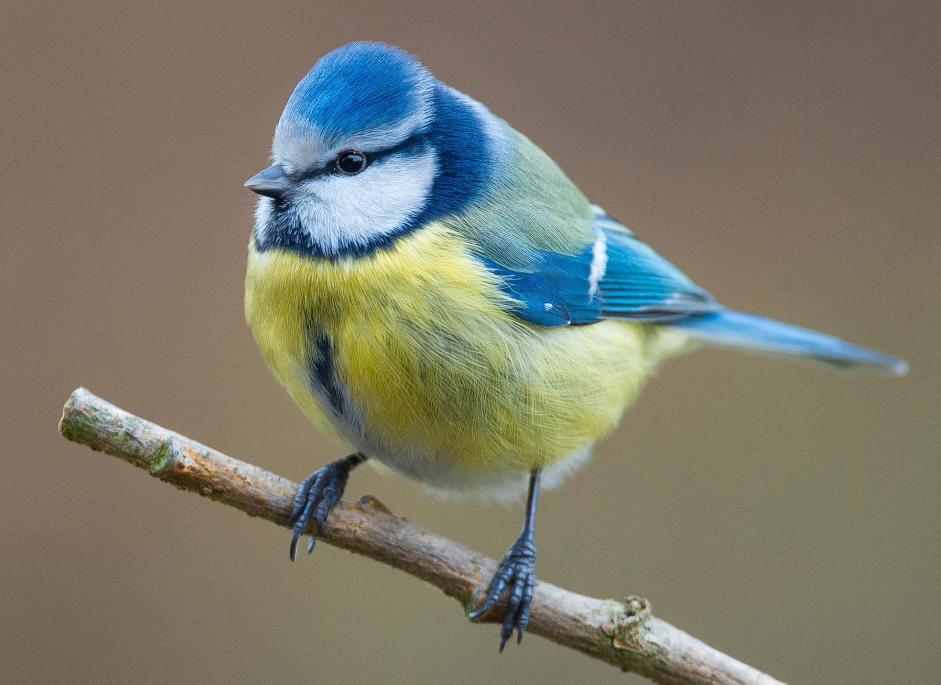 Ein Bakterium namens Suttonella ornithocola macht vor allem den Blaumeisen zu schaffen.