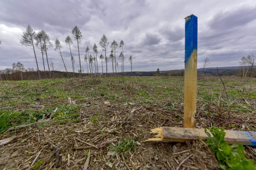 „Friederike“ hat hier, am Badeholz, den ganzen Wald umgeworfen. Die Fläche ist zur Wiederaufforstung vorbereitet.