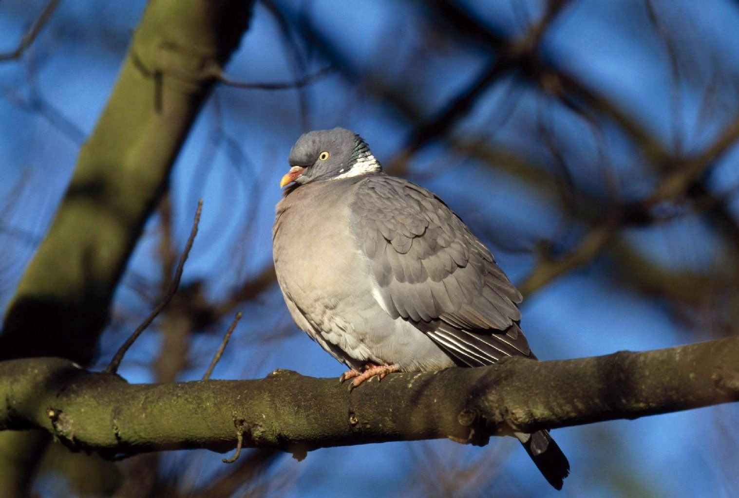Ringeltauben besitzen am Hals auf jeder Seite einen weißen Fleck, der Schnabel ist gelb gefärbt mit einen roten Fleck. Sie ist die bekannteste einheimische Taube in Deutschland.