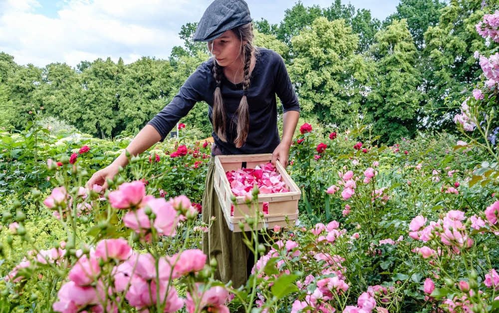 Vorbereitung für die späte Stunde: Katharina hat noch im Sonnenschein die Blütenblätter für den Rosenregen gezupft.
