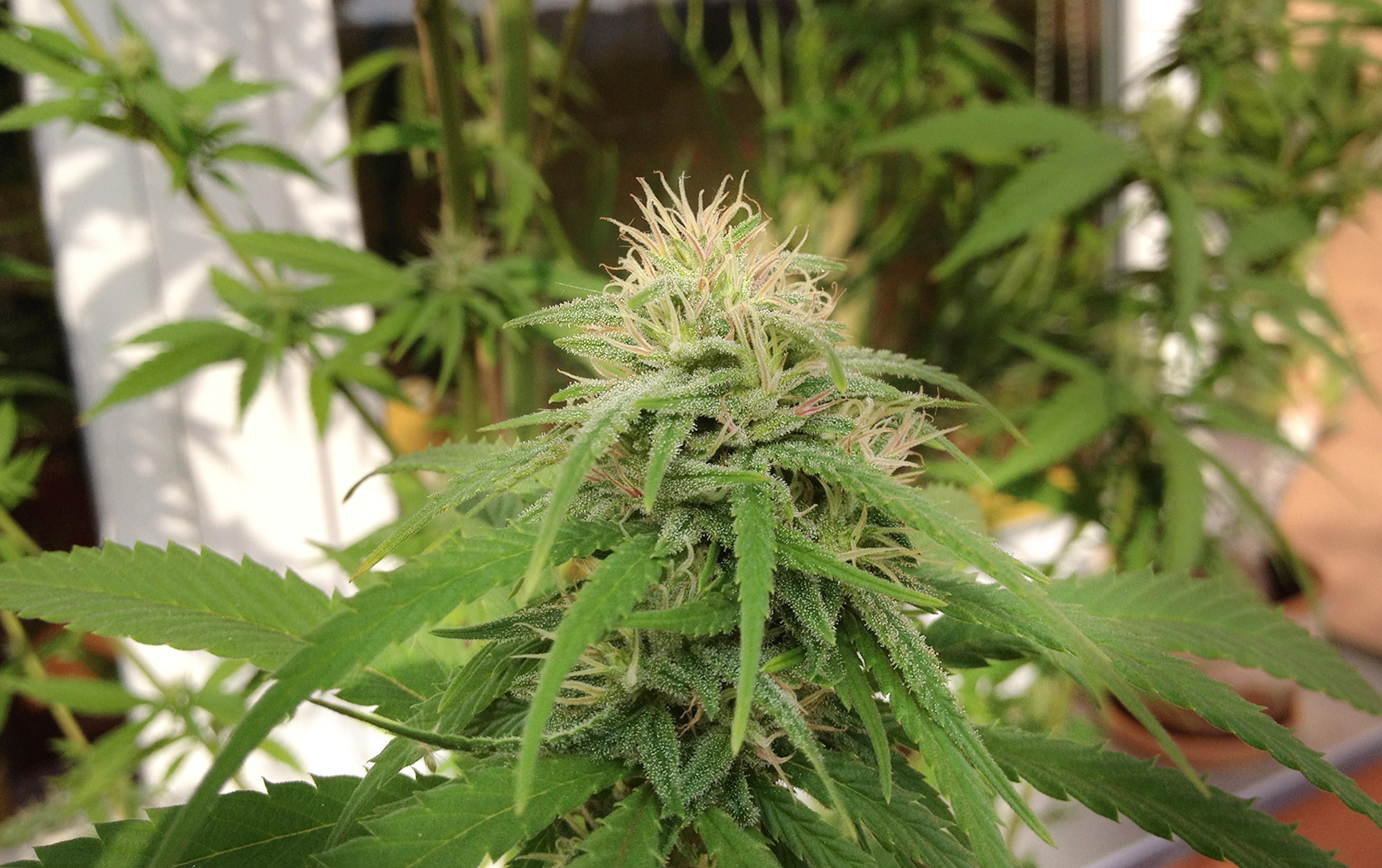Eine Cannabis-Pflanze