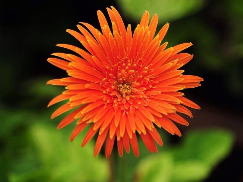 Die Topfgerbera benötigt im Winter Temperaturen von über elf Grad. Foto: Jagadeesh Nv/EPA/dpa