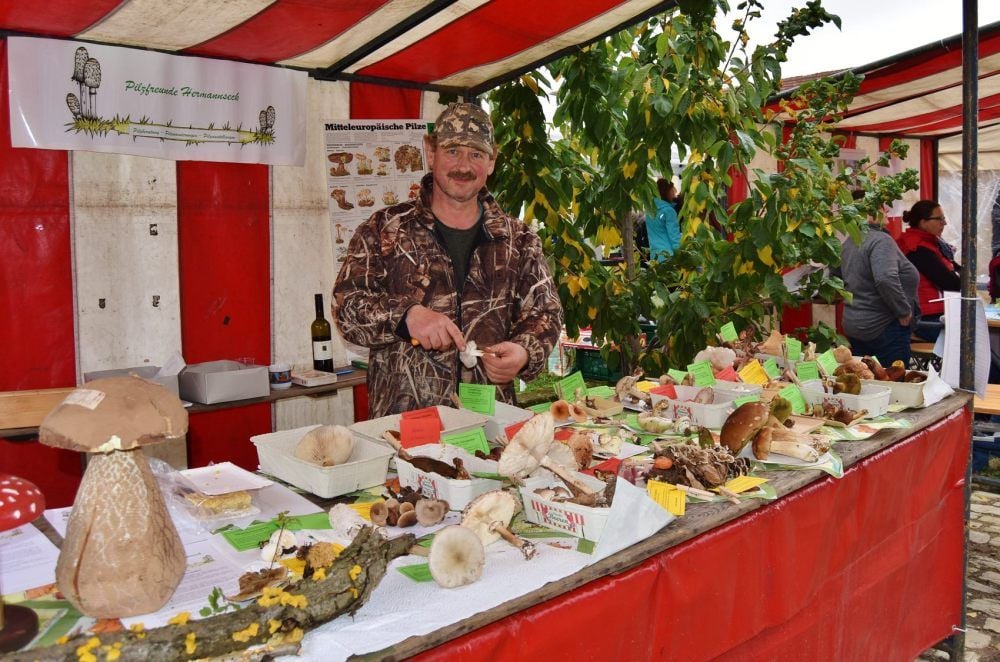 Zum Naturpark- und Klosterfest in Memleben zeigt und erklärt Pilzberater Hartmut Berger die Formen- und Farbenvielfalt in 46 verschiedenen ausgestellten Pilzarten.