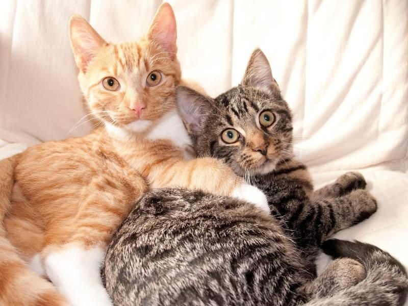 Wenn Halter Glück haben, schließen beide Katzen Freundschaft. In der Regel stößt ein neues Tier aber erstmal auf Ablehnung. Foto: Kai Remmers