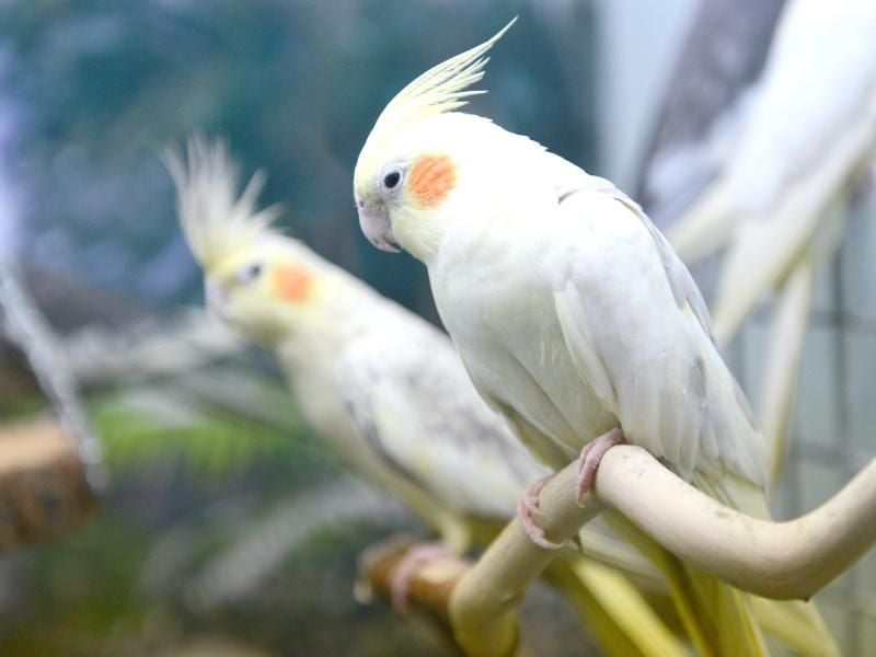 Nymphensittiche fühlen sich als Paar am wohlsten: Allerdings sind die Vögel sehr brutfreudig. Foto: Caroline Seidel