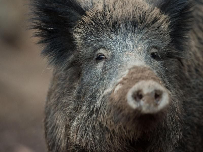 Ein Wildschwein. Foto: Lino Mirgeler/Archiv