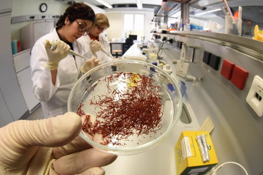 Zahra Nemati (l.) und Dörte Harpke isolieren im Labor in Gatersleben die DNA der Krokuspflanzen, um sie mit dem originalen Safran vergleichen zu können.